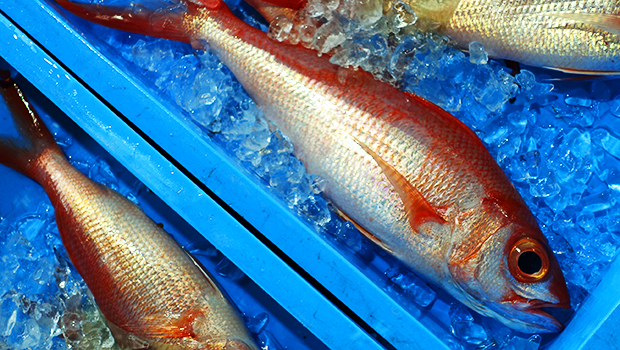 10月 アカマチ 赤く 華やか 沖縄三大高級魚 特産島石垣島